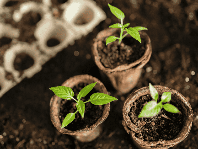 自制有机肥：厨余垃圾变废为宝，养花更健康