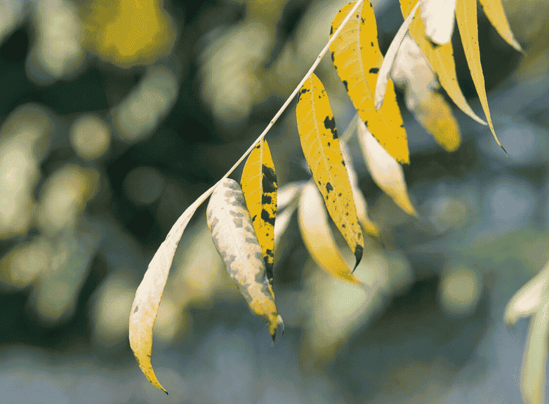 叶片发黄？可能是缺肥！花卉营养缺乏表现症状