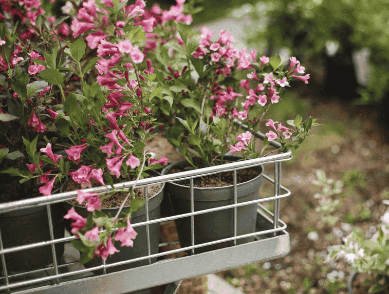 阳台朝向会影响开花吗，东、南、西、北阳台适合的花卉推荐