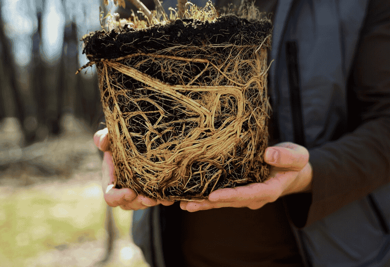 闷根、烂根急救法：如何拯救浇水过多的花？