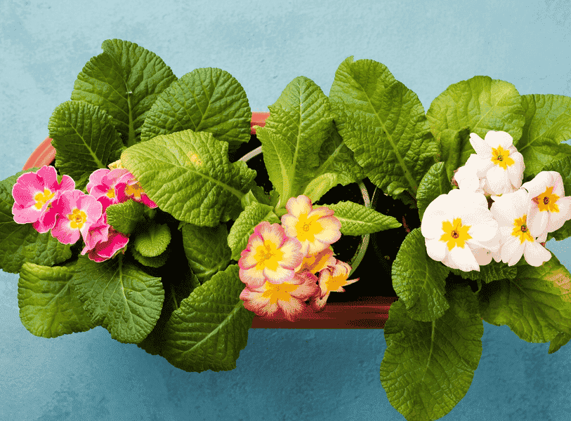 长寿花不开花？光照与催花关键点解析