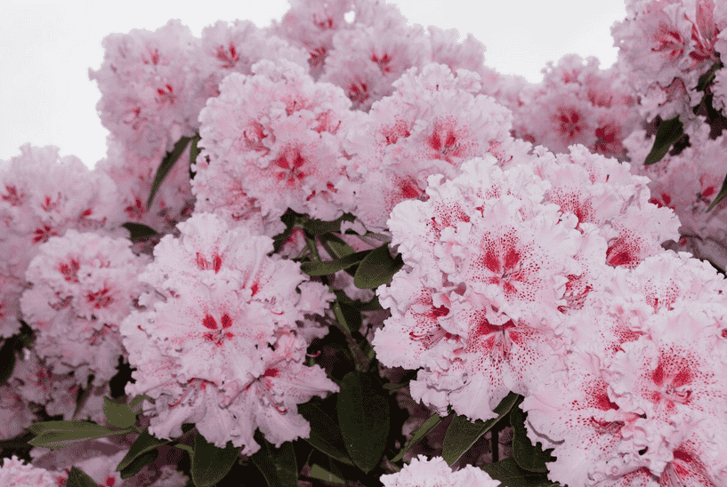 杜鹃花家庭养护法制，酸性土配制与换盆时机