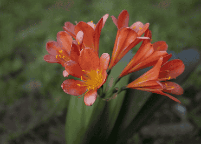 朱顶红复花应该怎么做？花后养球关键30天