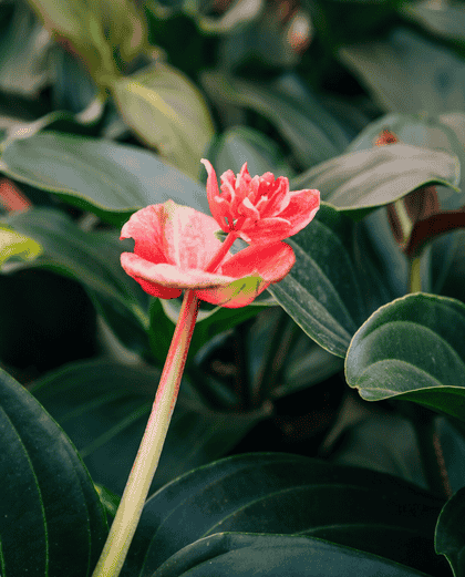 宝莲灯花湿度管理：加湿器使用最佳距离